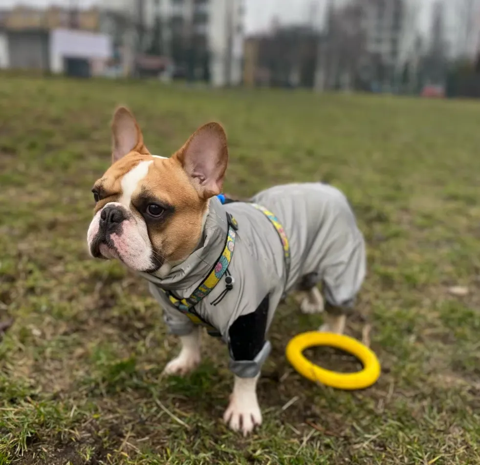 WetPaw Frenchie Rain Jacket Reflective Hoodie