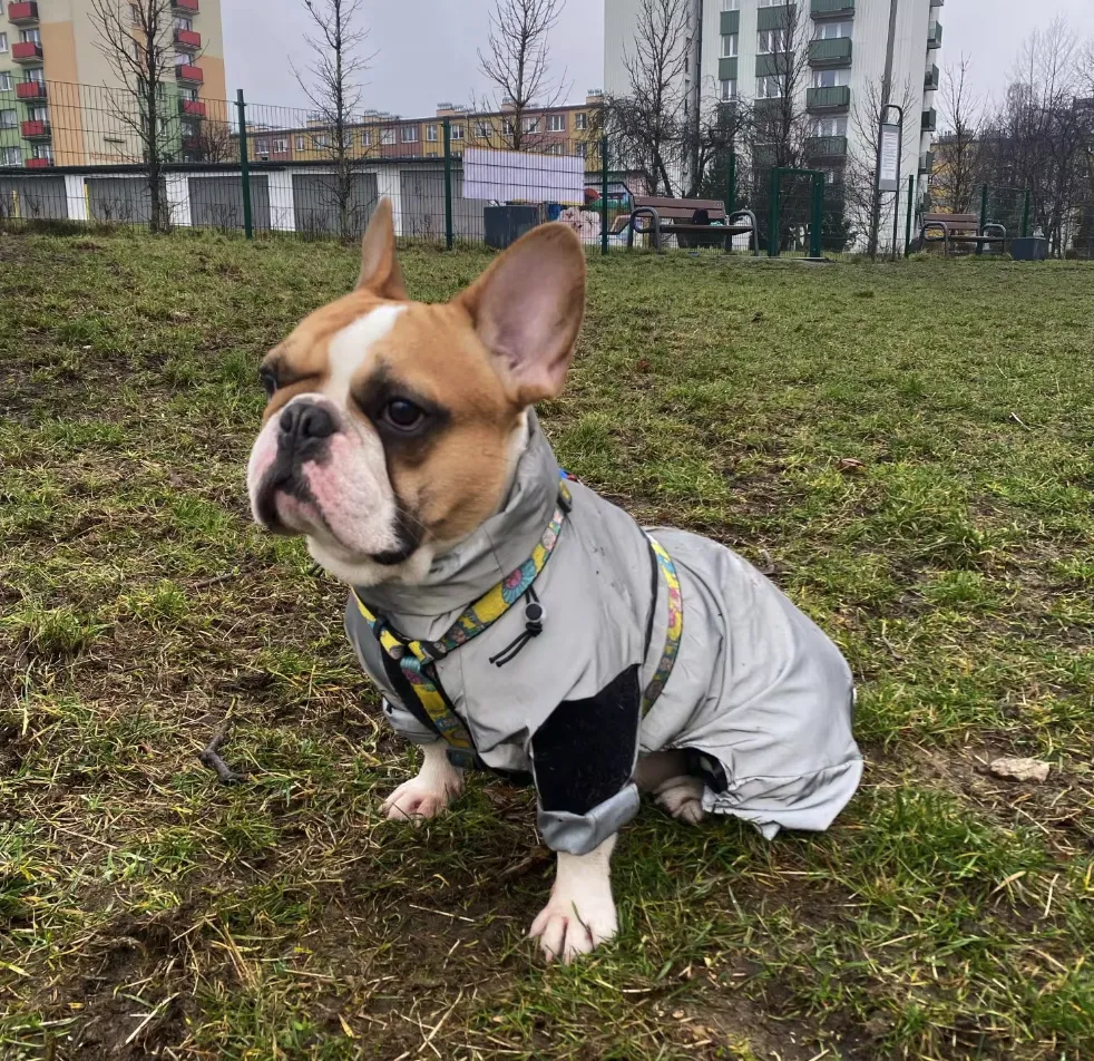 WetPaw Frenchie Rain Jacket Reflective Hoodie