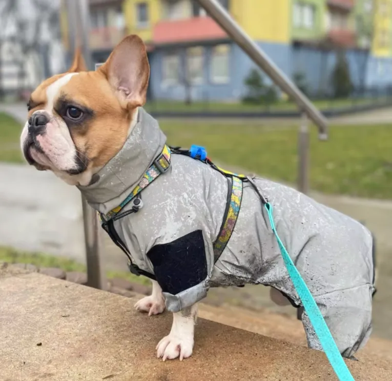 WetPaw Frenchie Rain Jacket Reflective Hoodie